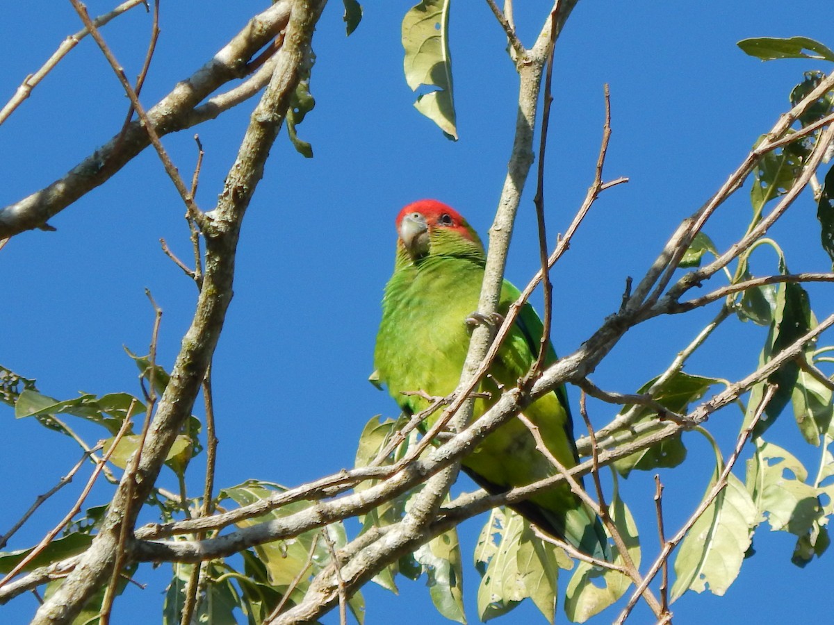 Pileated Parrot - ML613473045