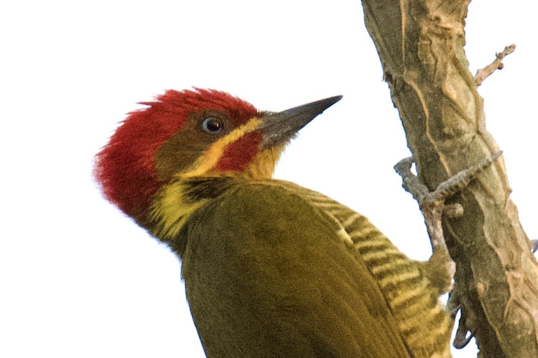 Golden-green Woodpecker (Golden-green) - ML613473266