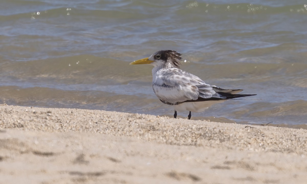 Great Crested Tern - ML613473270