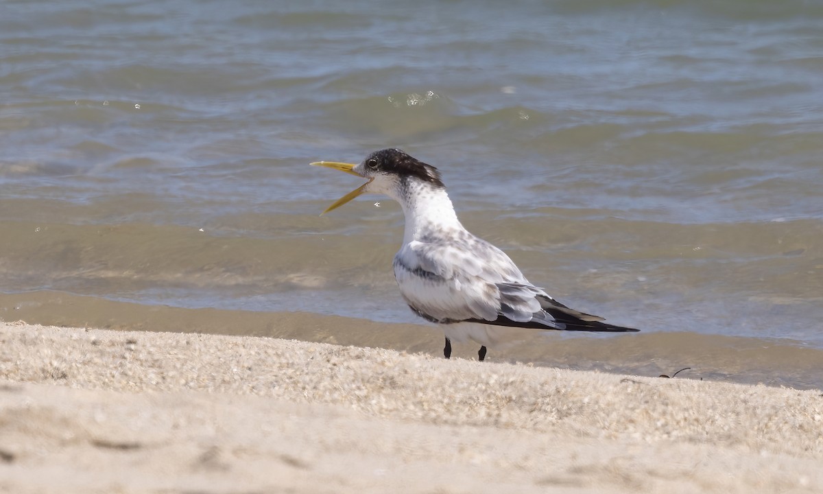 Great Crested Tern - ML613473272