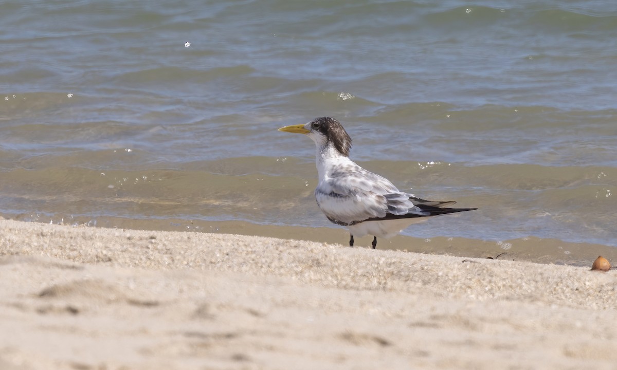 Great Crested Tern - ML613473273