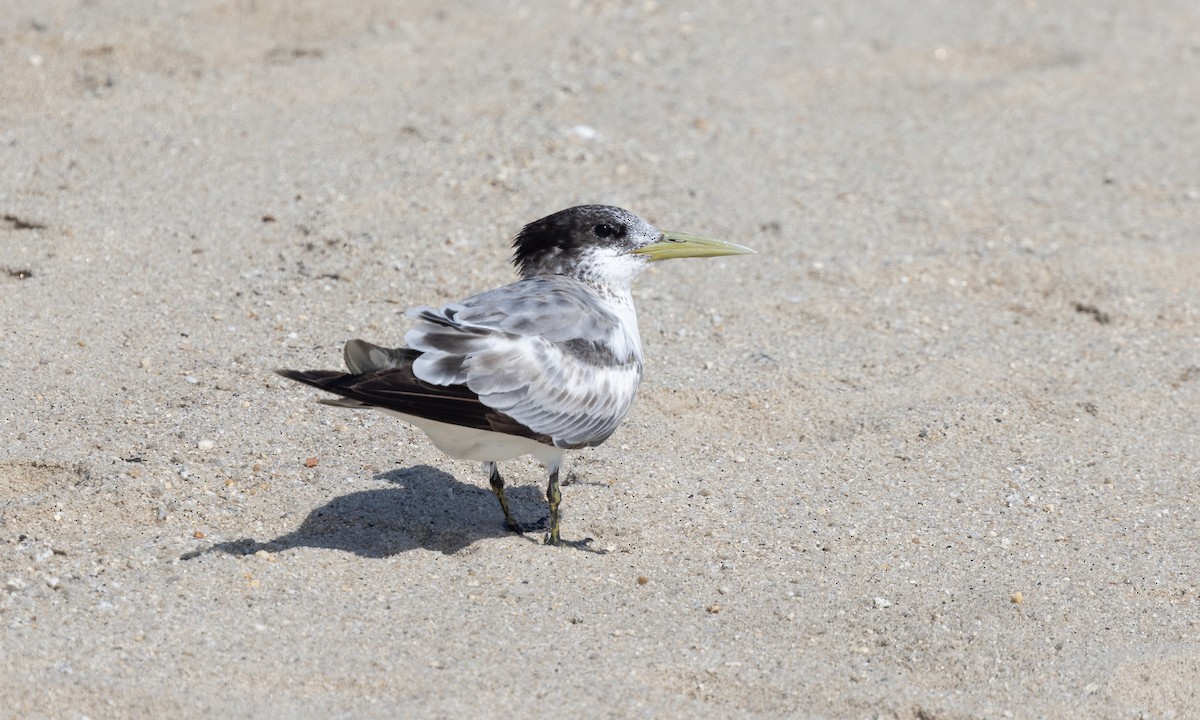 Great Crested Tern - ML613473275