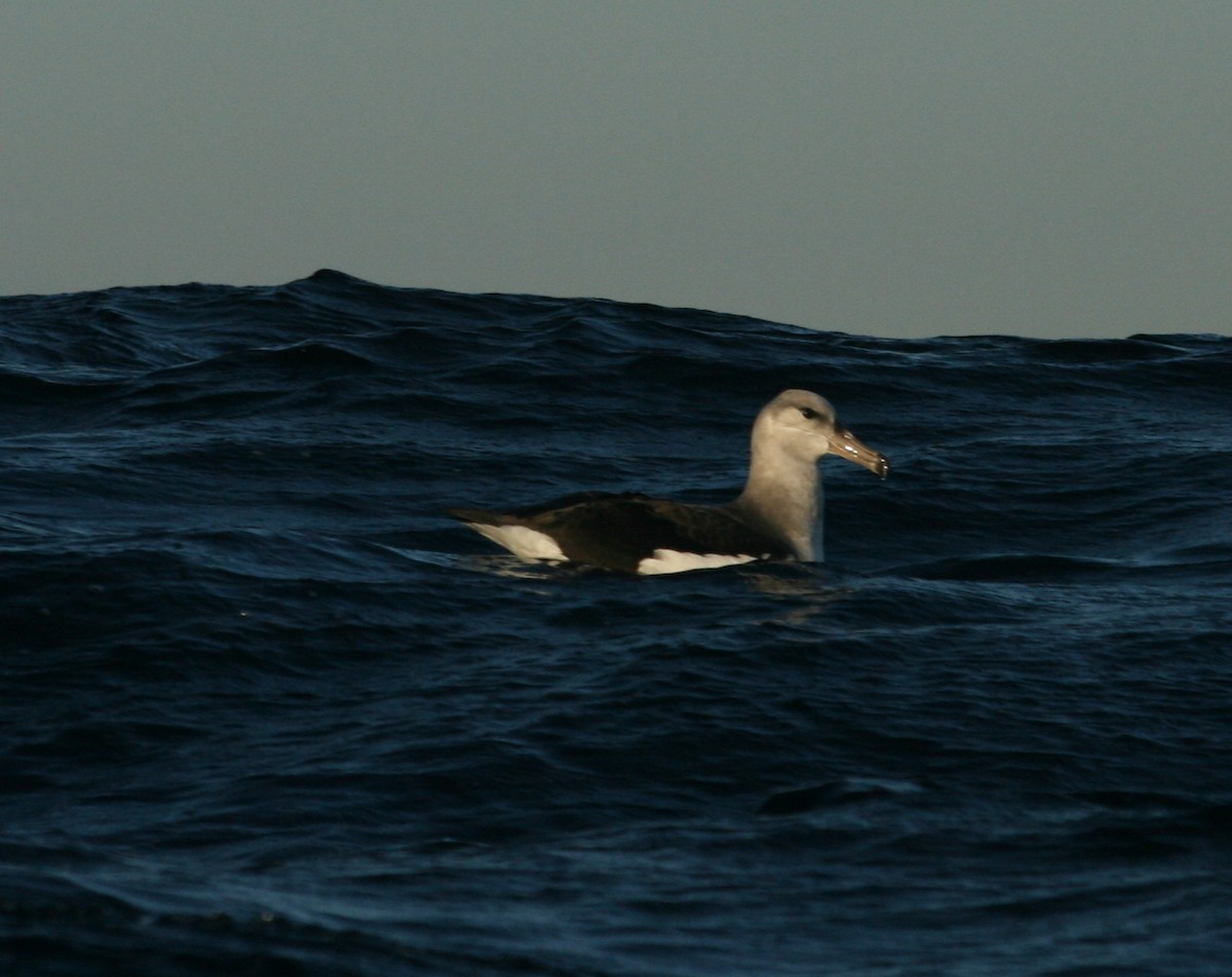 Black-browed Albatross - ML613473394