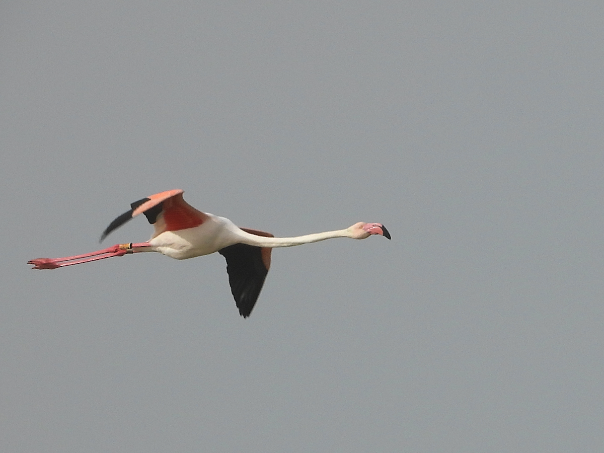 Greater Flamingo - ML613473526
