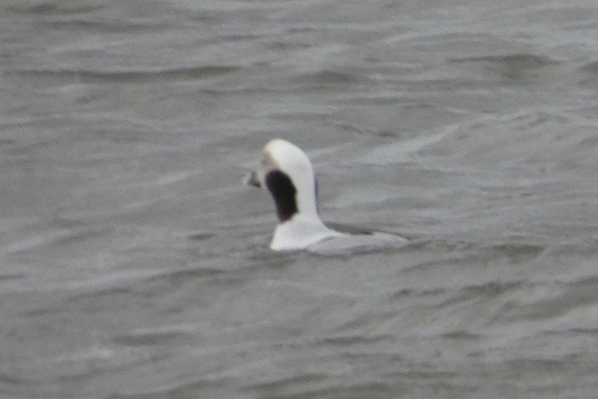 eBird Checklist 13 Jan 2024 Manhattan Beach Park 2 species