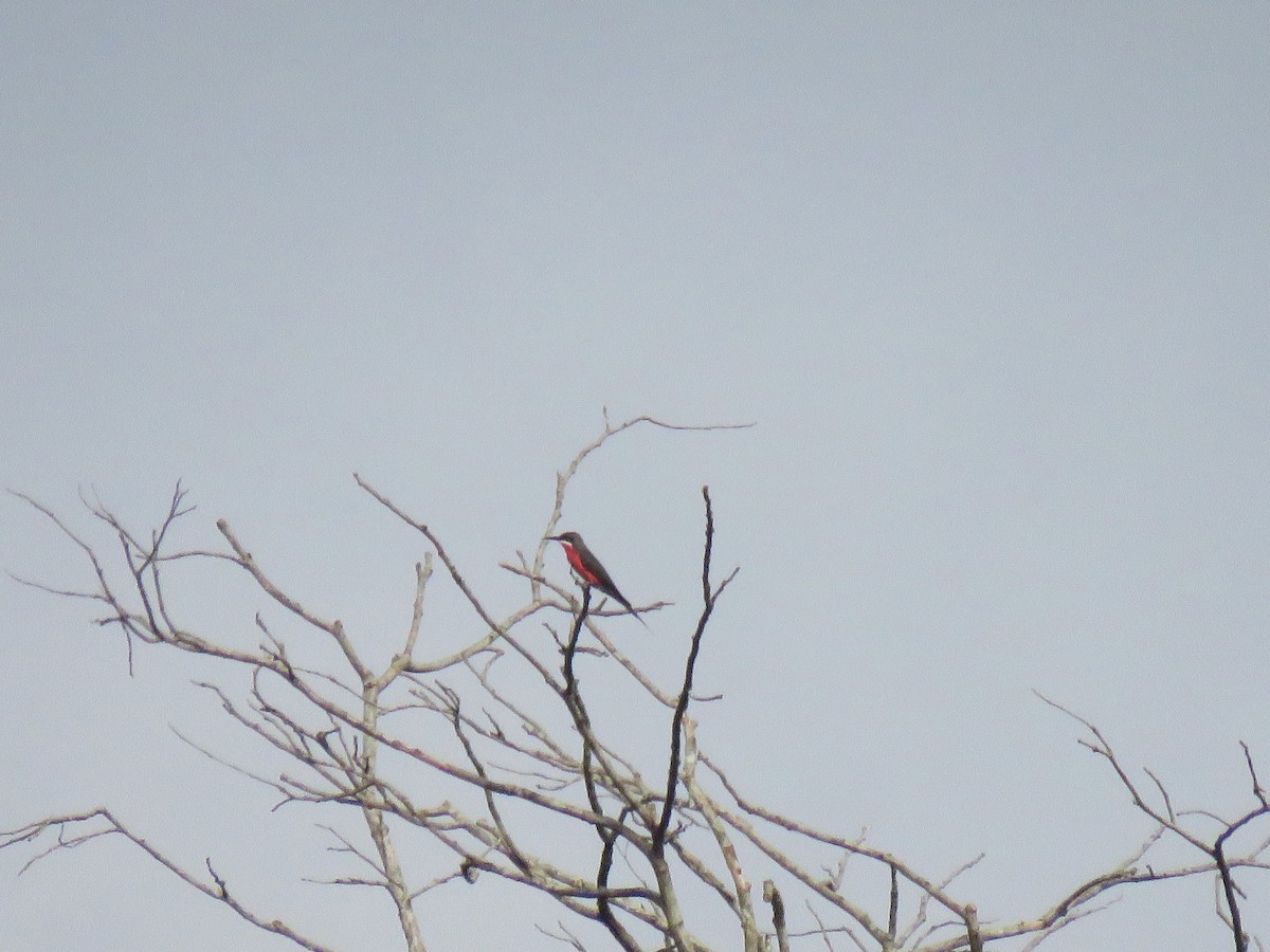 Rosy Bee-eater - ML613473603