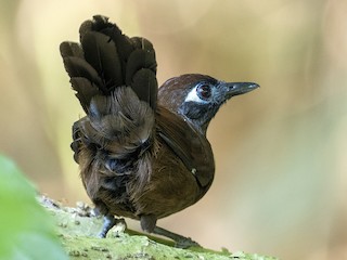  - Blue-lored Antbird