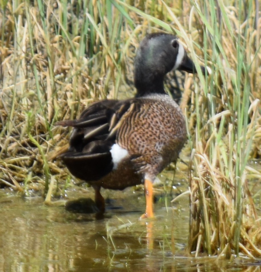 Blue-winged Teal - ML61347411