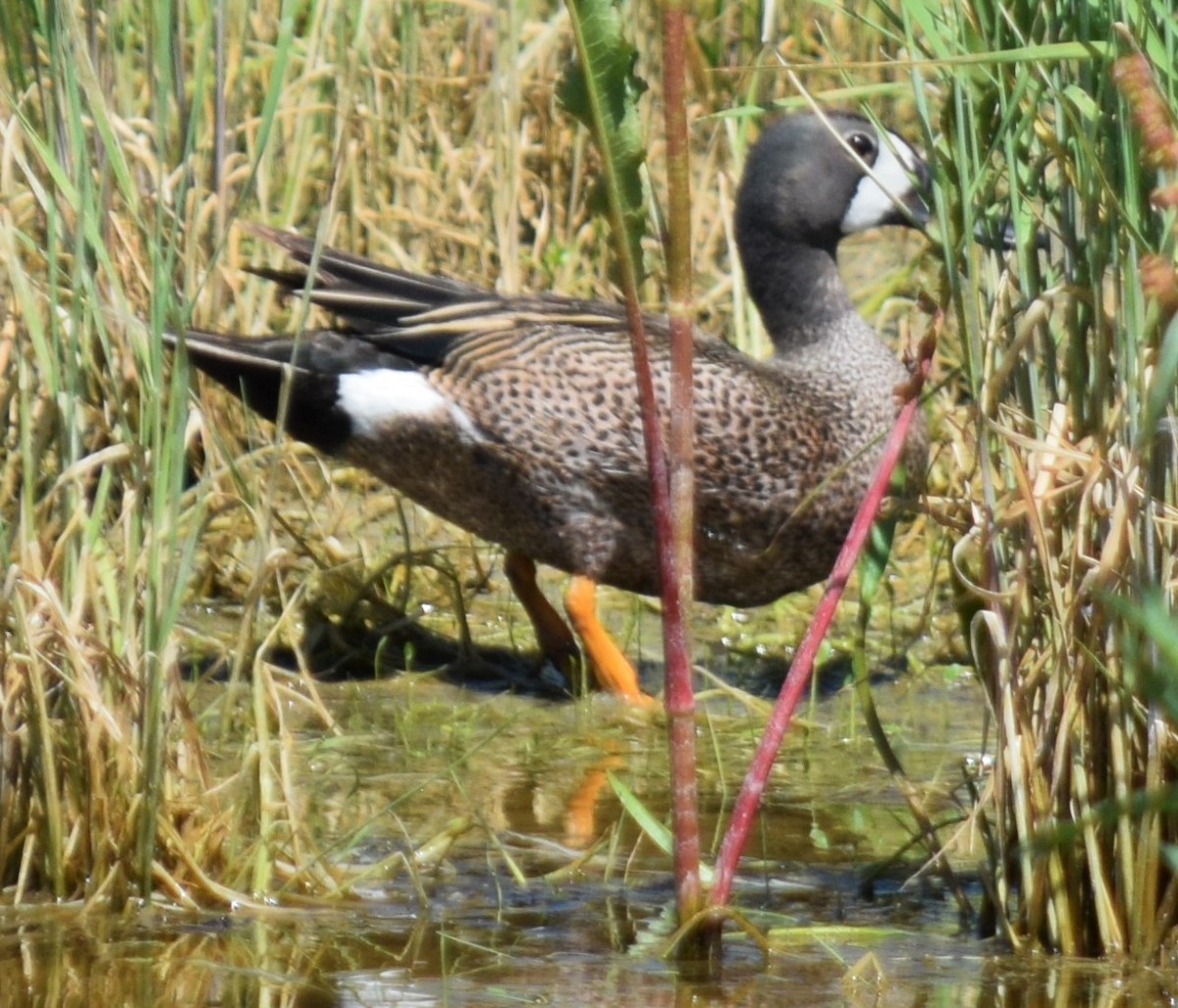 Blue-winged Teal - ML61347431