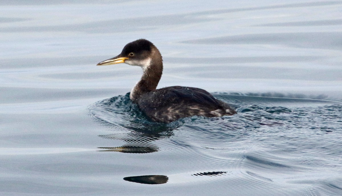 Red-necked Grebe - ML613474739