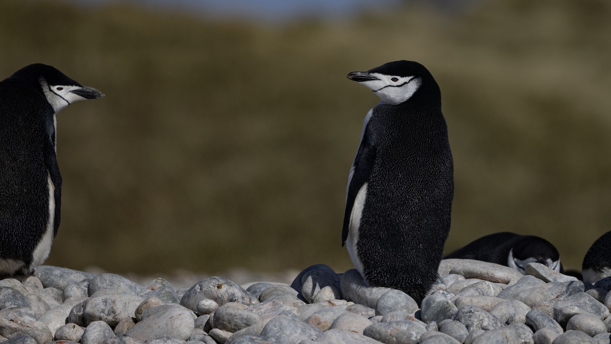 Пінгвін антарктичний - ML613474837