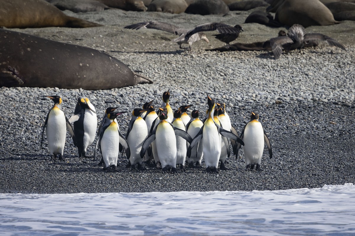 tučňák patagonský - ML613474938