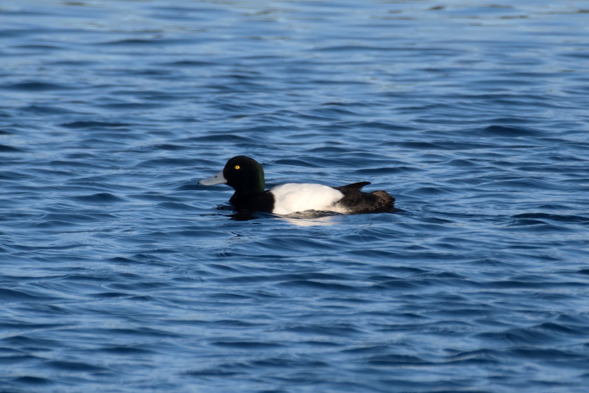 Greater Scaup - ML613474944