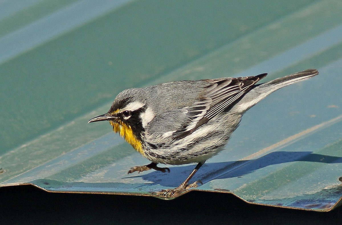 Yellow-throated Warbler - Robb Hinds