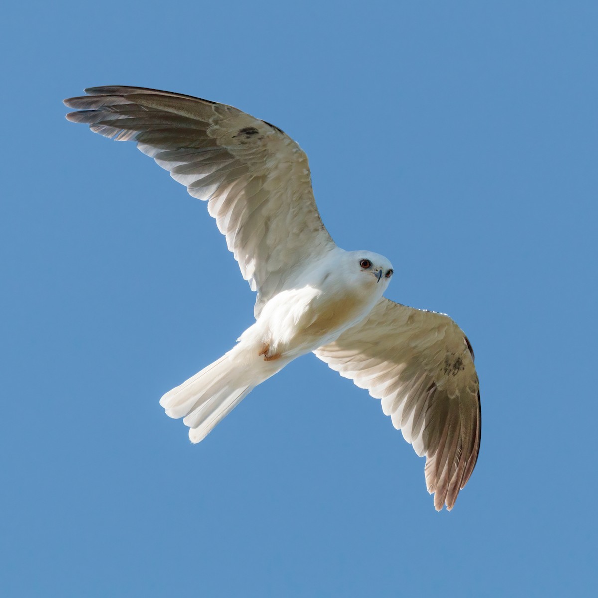 White-tailed Kite - ML613475401