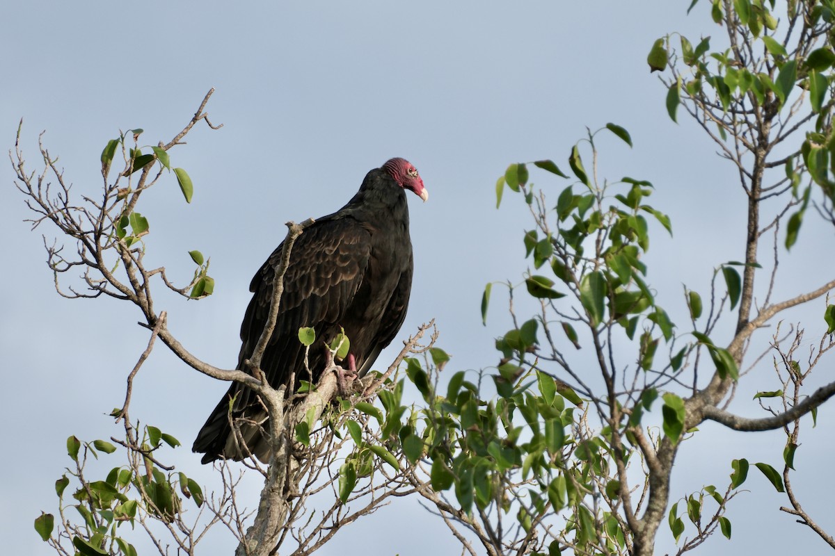 Turkey Vulture - ML613475597