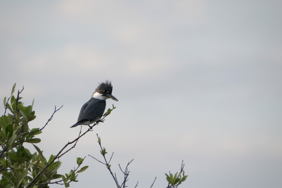 Belted Kingfisher - ML613475607