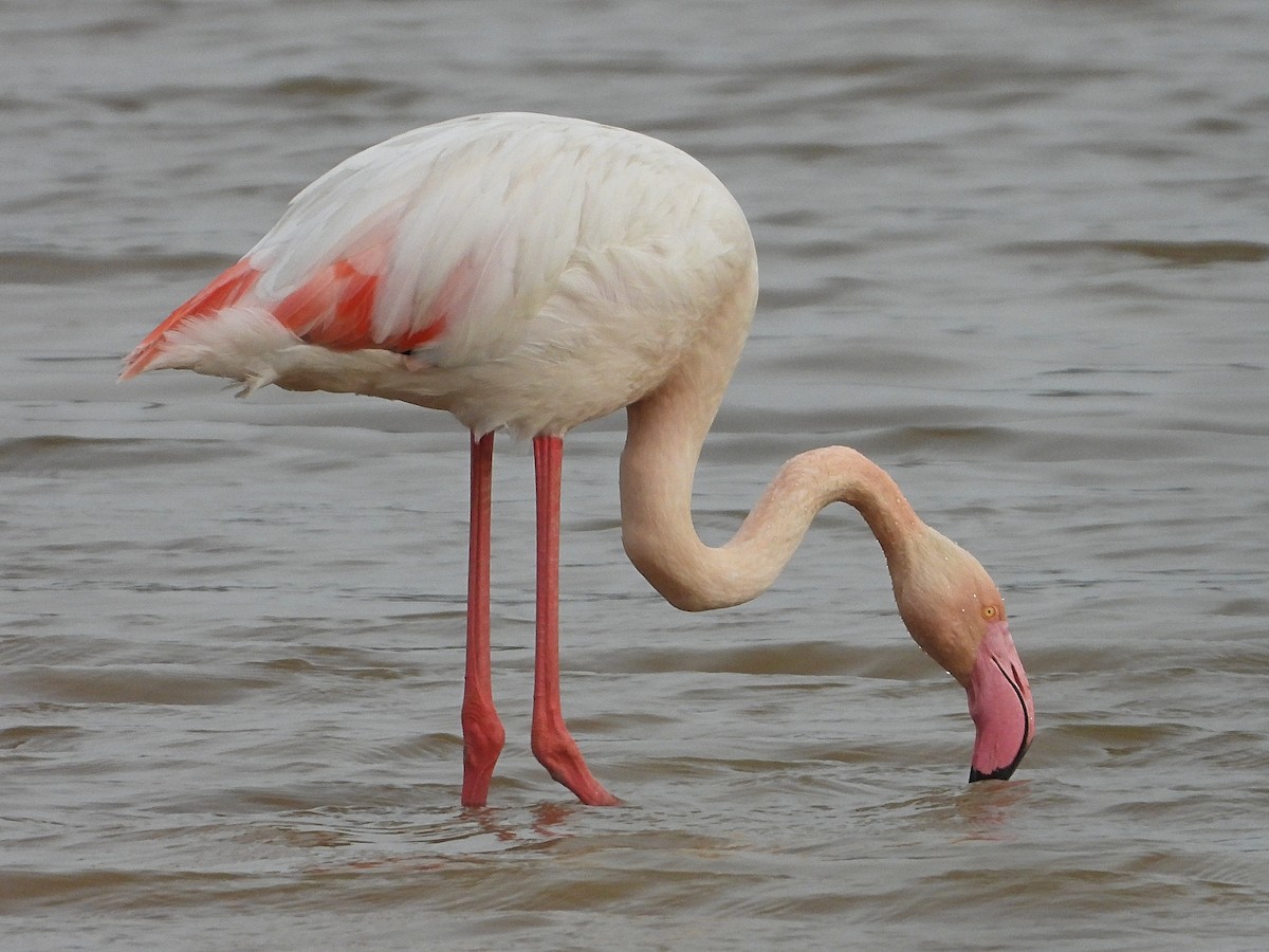 Greater Flamingo - ML613475670