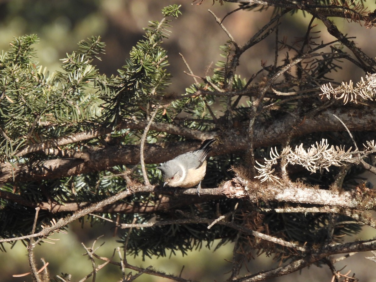 Gray-crested Tit - ML613476144