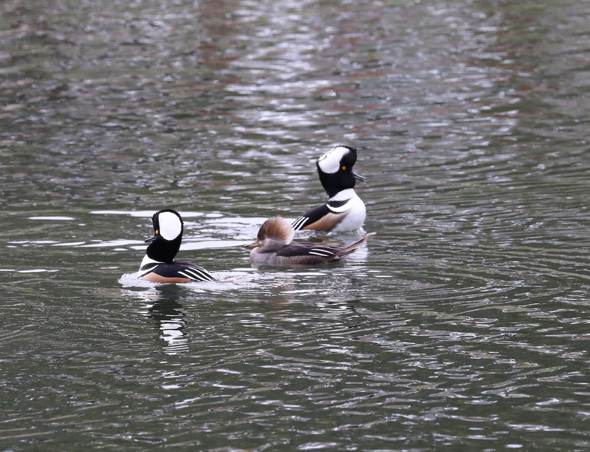 eBird Checklist 13 Jan 2024 North Florida Regional Hospital Pond
