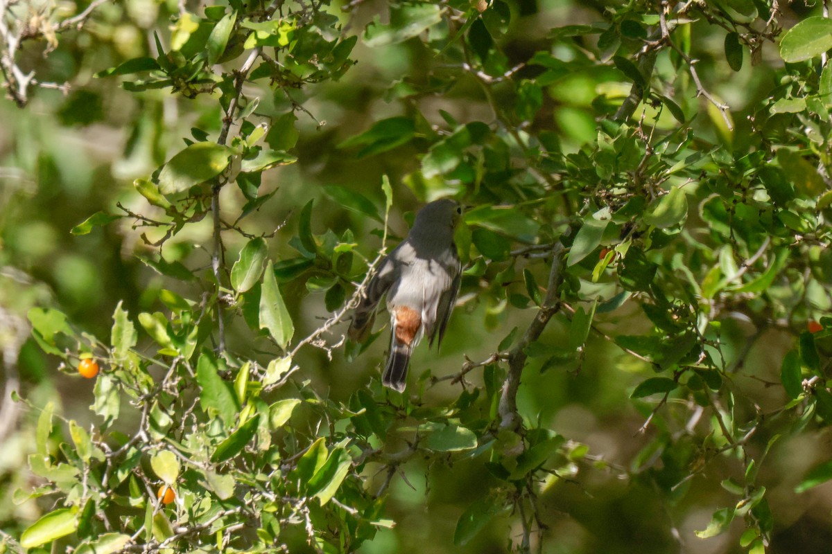 eBird Checklist 13 Jan 2024 Salineño Wildlife Preserve (LTC 080