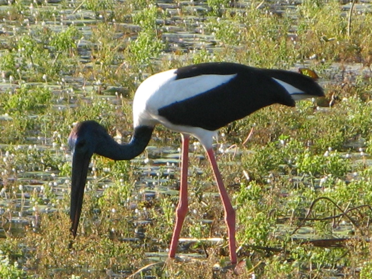Black-necked Stork - Alex Ferguson