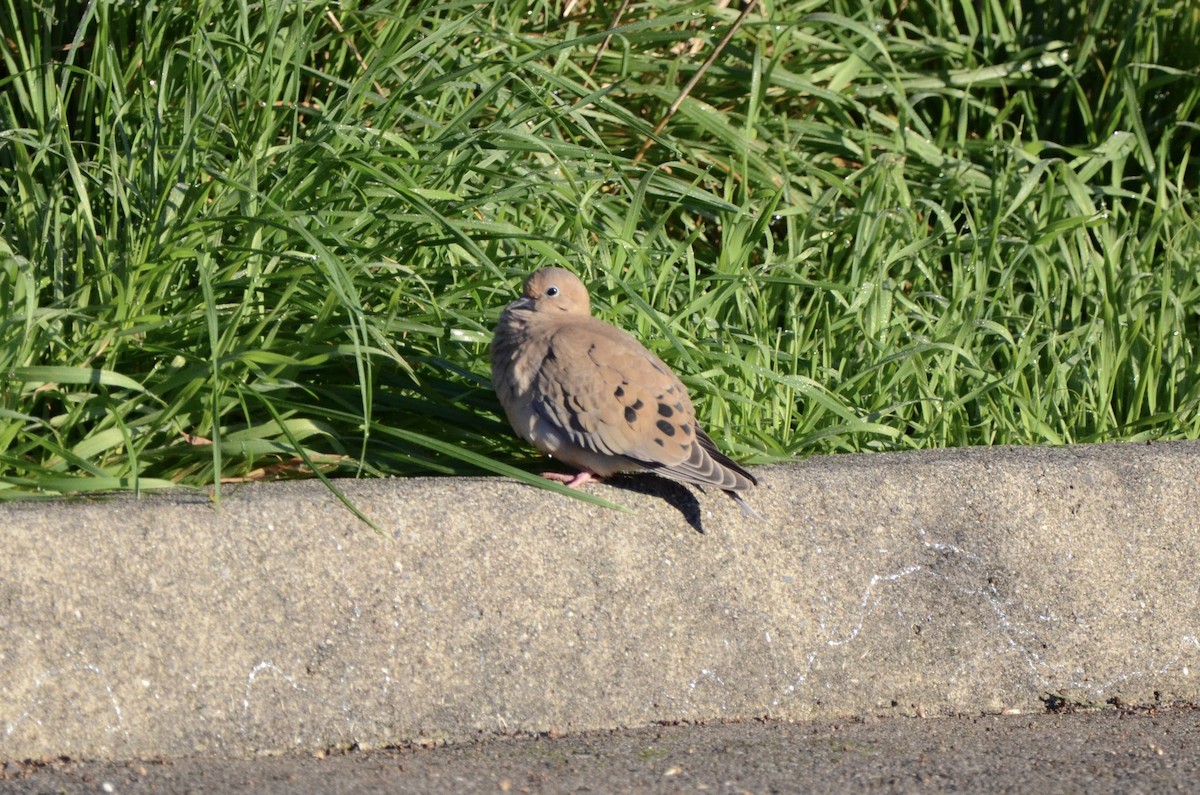 ebird-pacific-northwest-checklist-1-jan-2024-bandon-marsh-nwr-ni