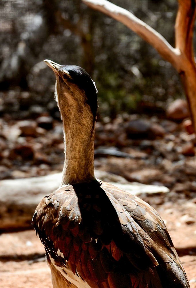 Ebird Checklist Jul Longreach Species