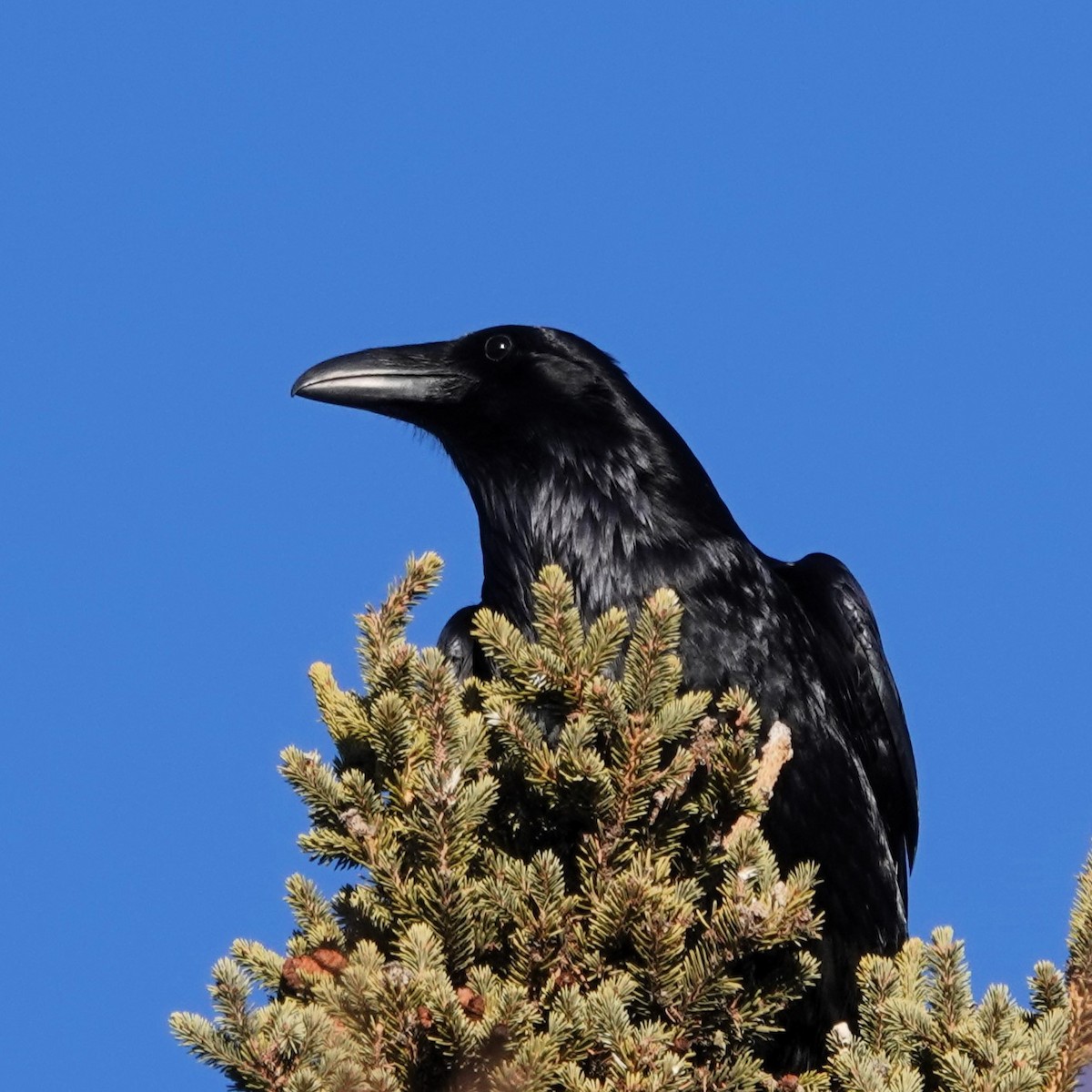 Common Raven - ML613477932
