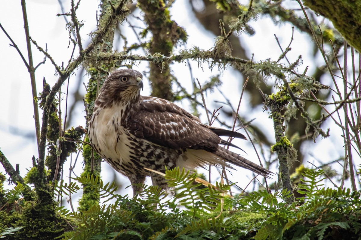 Red-tailed Hawk - ML613478507