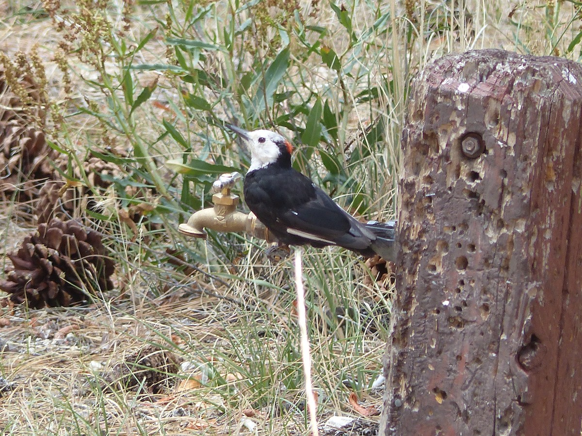 White-headed Woodpecker - ML613478509
