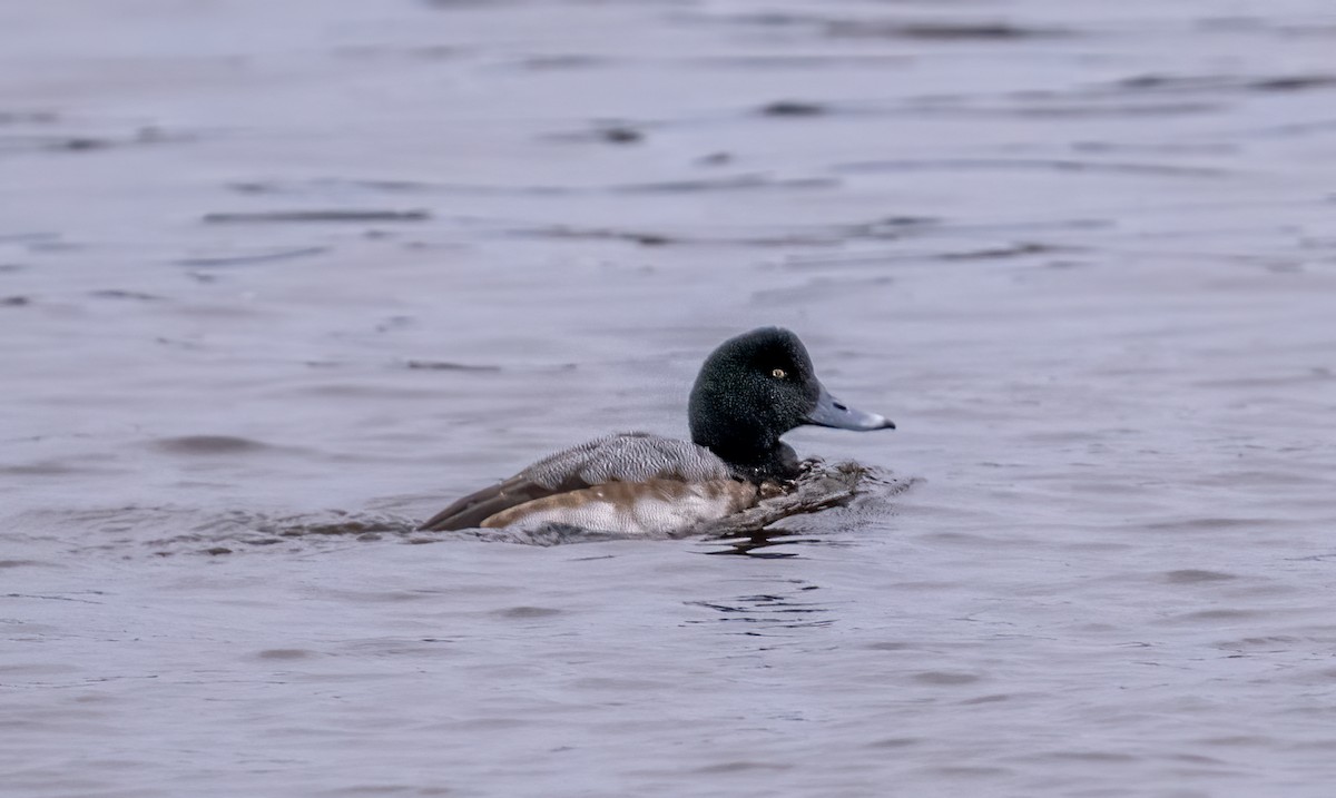 Greater Scaup - ML613479072