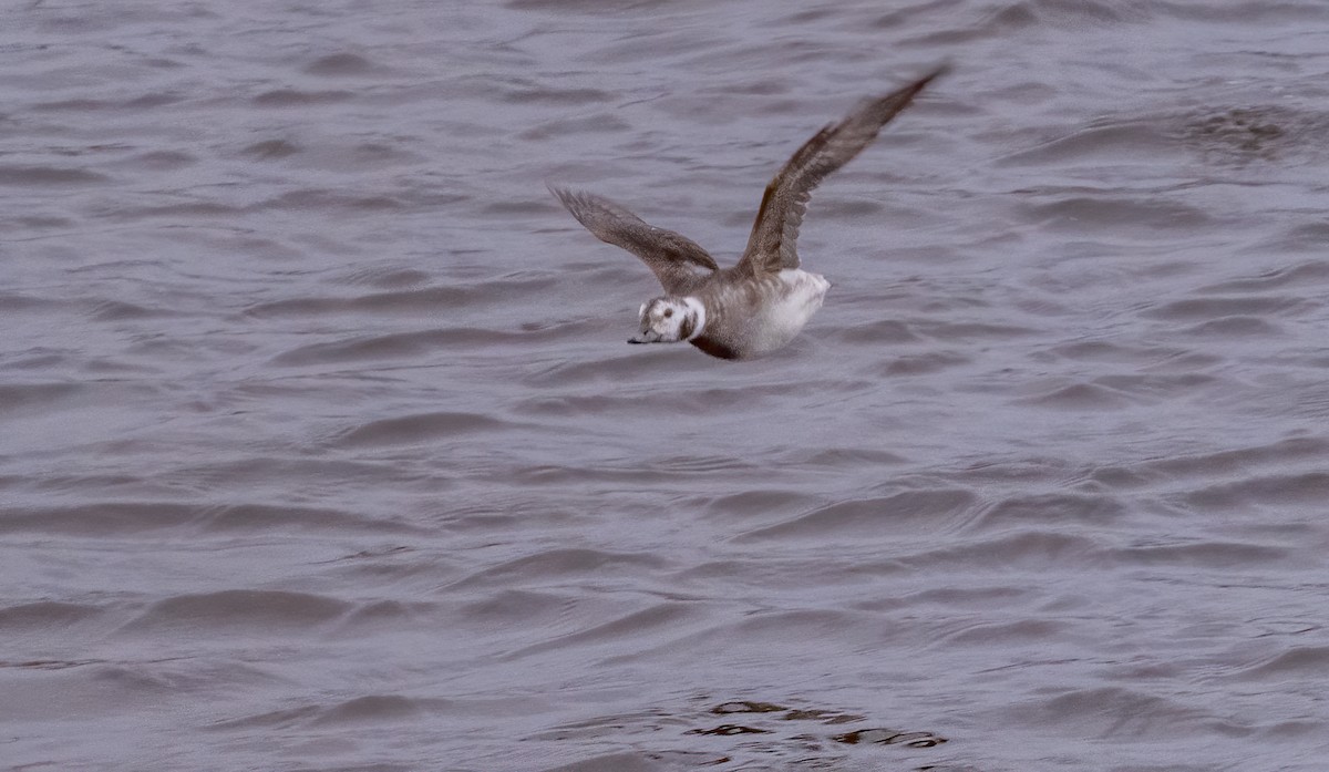Long-tailed Duck - ML613479122