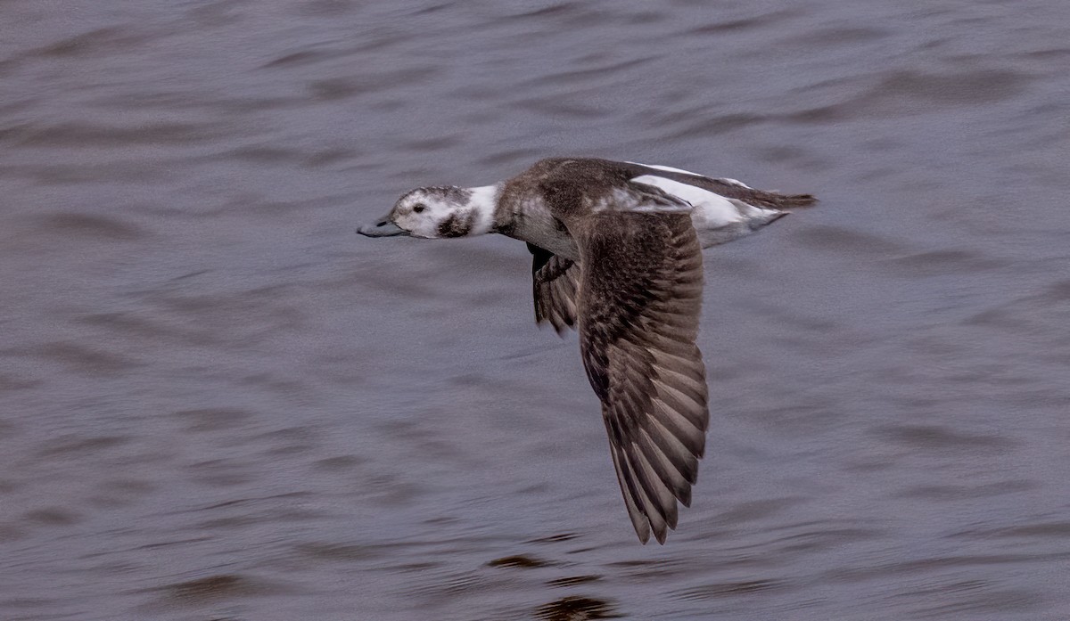 Long-tailed Duck - ML613479123