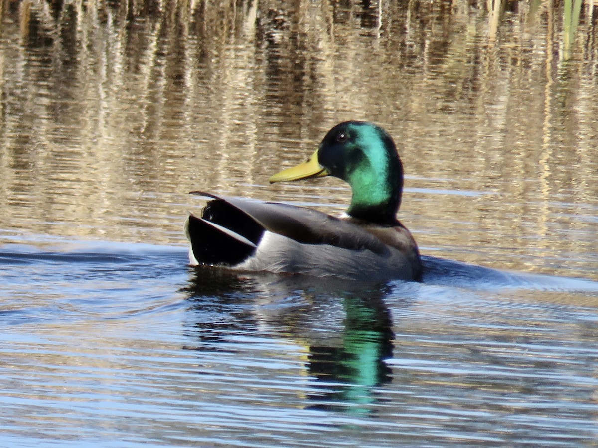 eBird Checklist 13 Jan 2024 Garner Valley Ranch (restricted access
