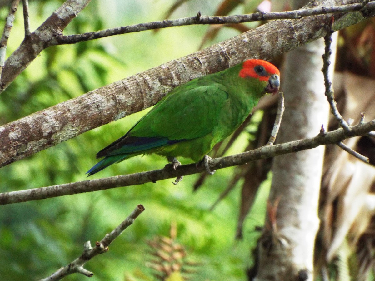 Pileated Parrot - ML613479368