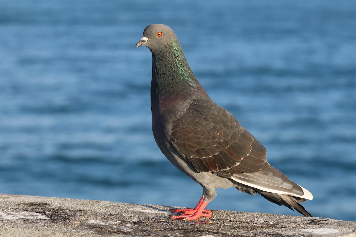 Rock Pigeon (Feral Pigeon) - ML613479733