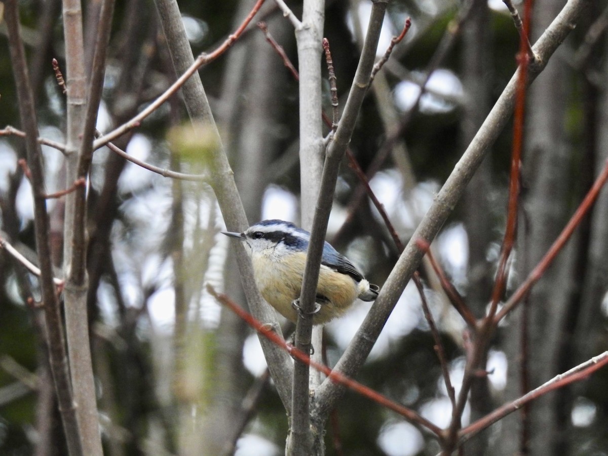 Red-breasted Nuthatch - ML613479772
