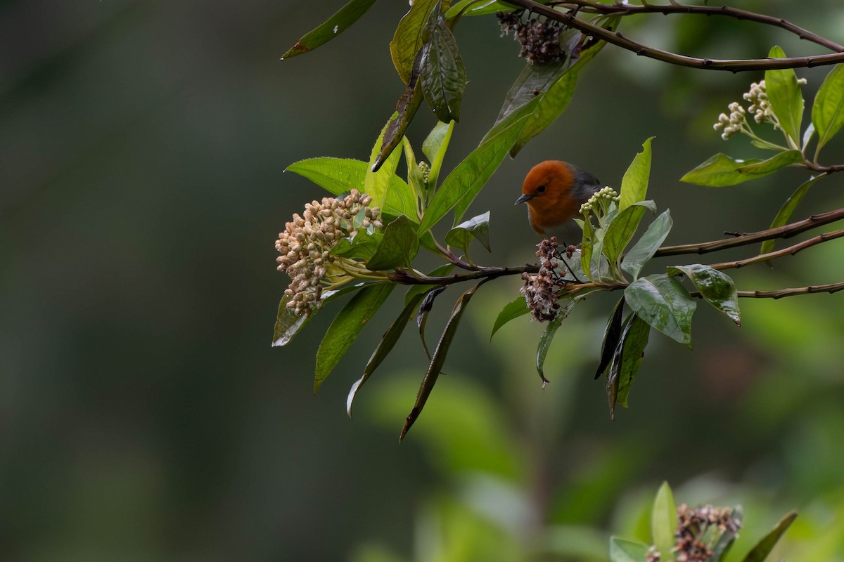 Rufous-chested Tanager - ML613479952