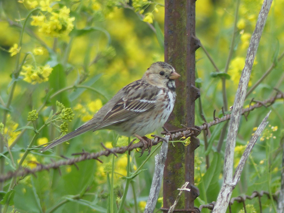 Harris's Sparrow - ML613480164