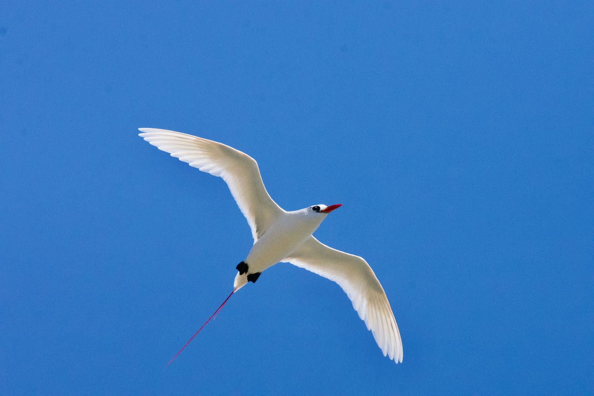 Red-tailed Tropicbird - ML613480230