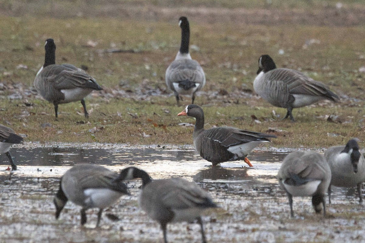Greater White-fronted Goose (Greenland) - ML613480274