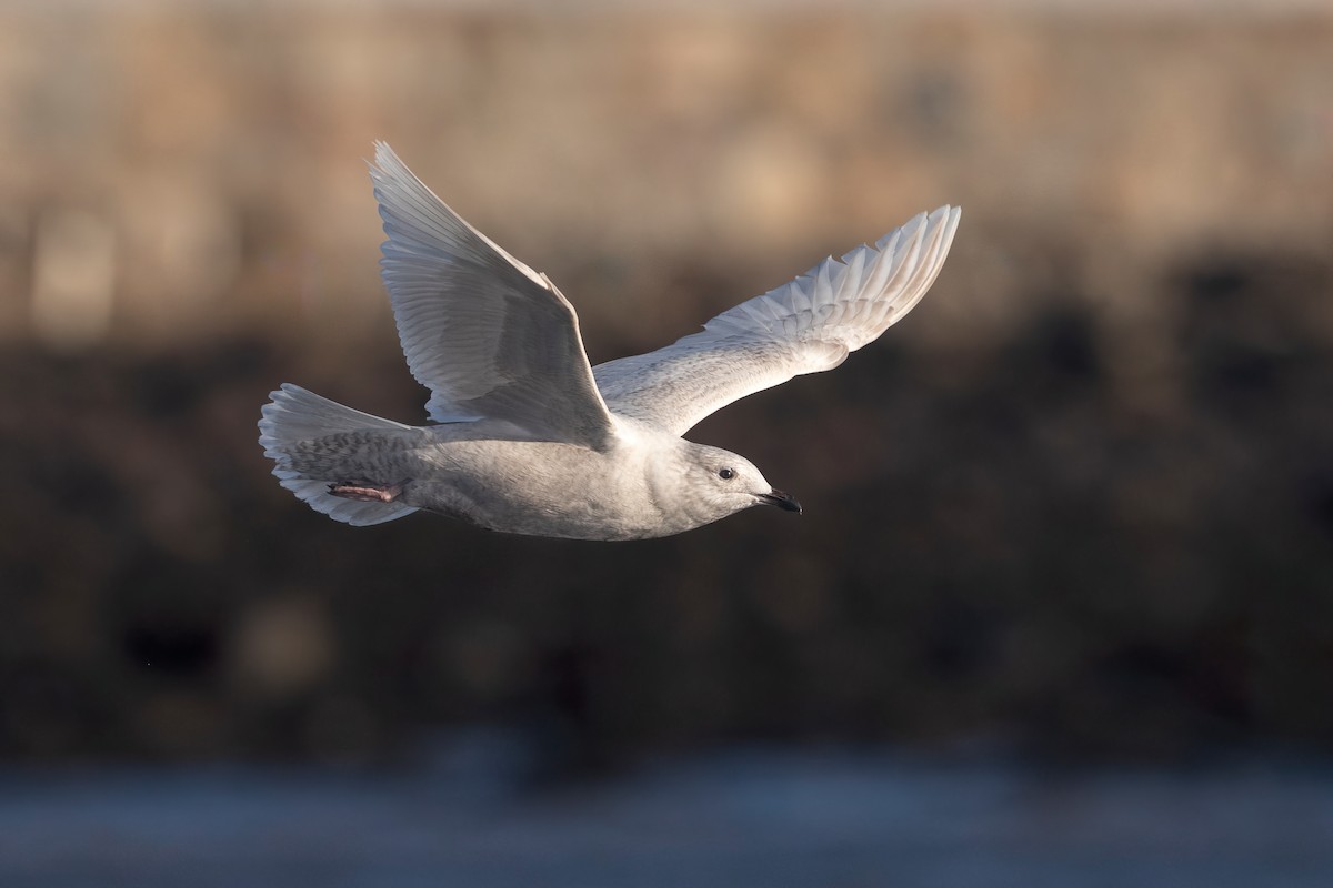 Iceland Gull (kumlieni) - Davey Walters