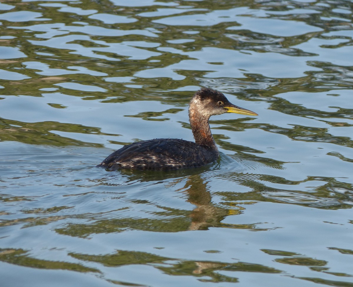 Red-necked Grebe - ML613481076