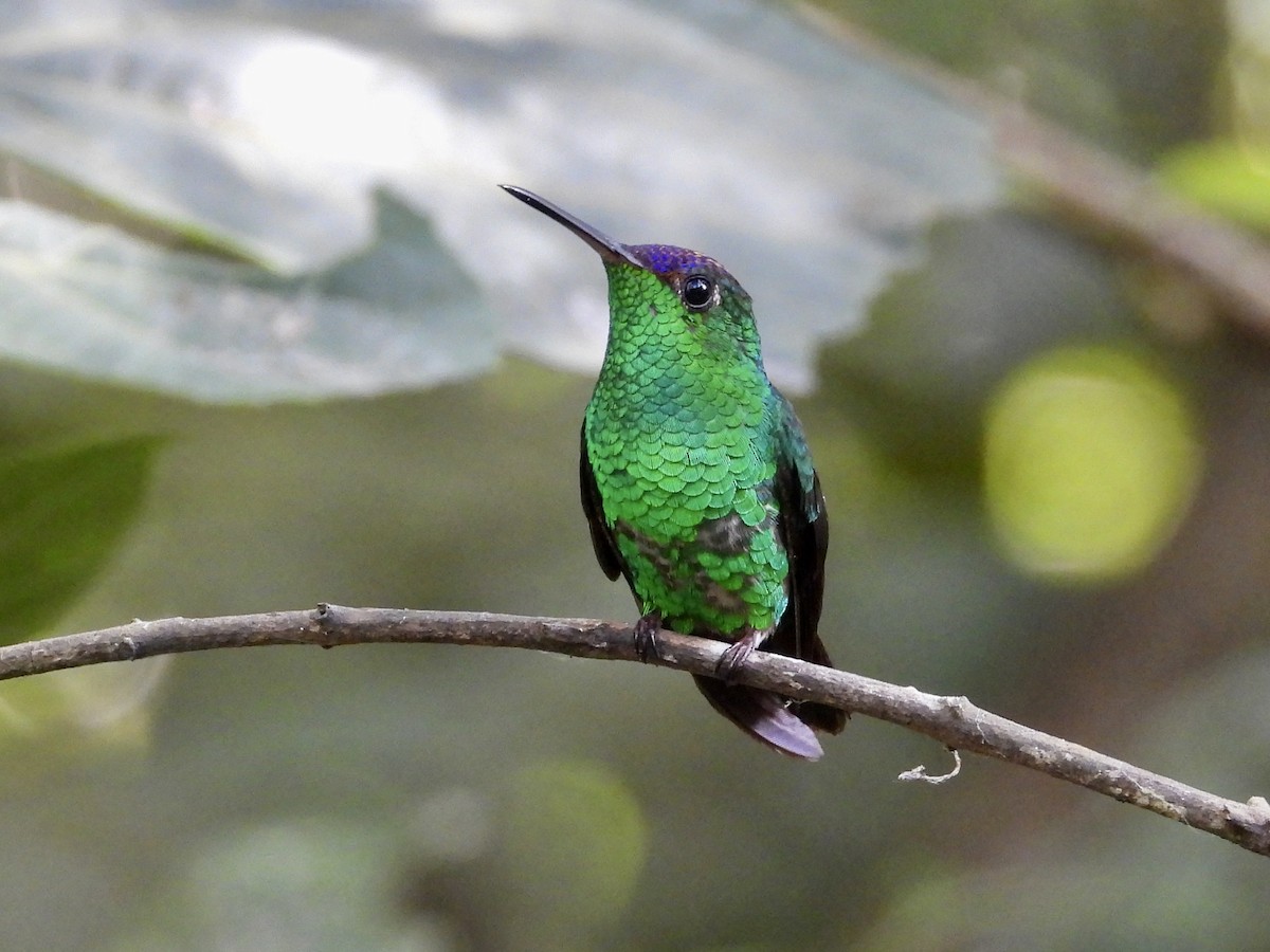 Violet-capped Hummingbird - ML613481170