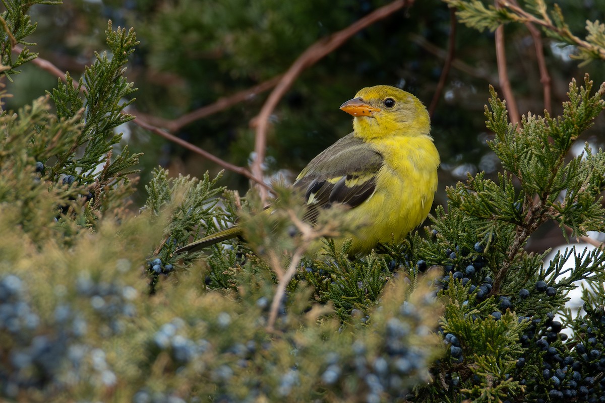 Western Tanager - Mike Tucker