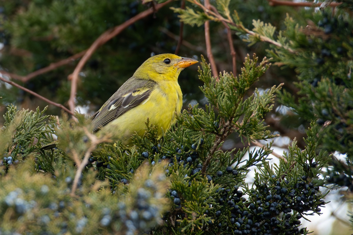 Western Tanager - ML613481202