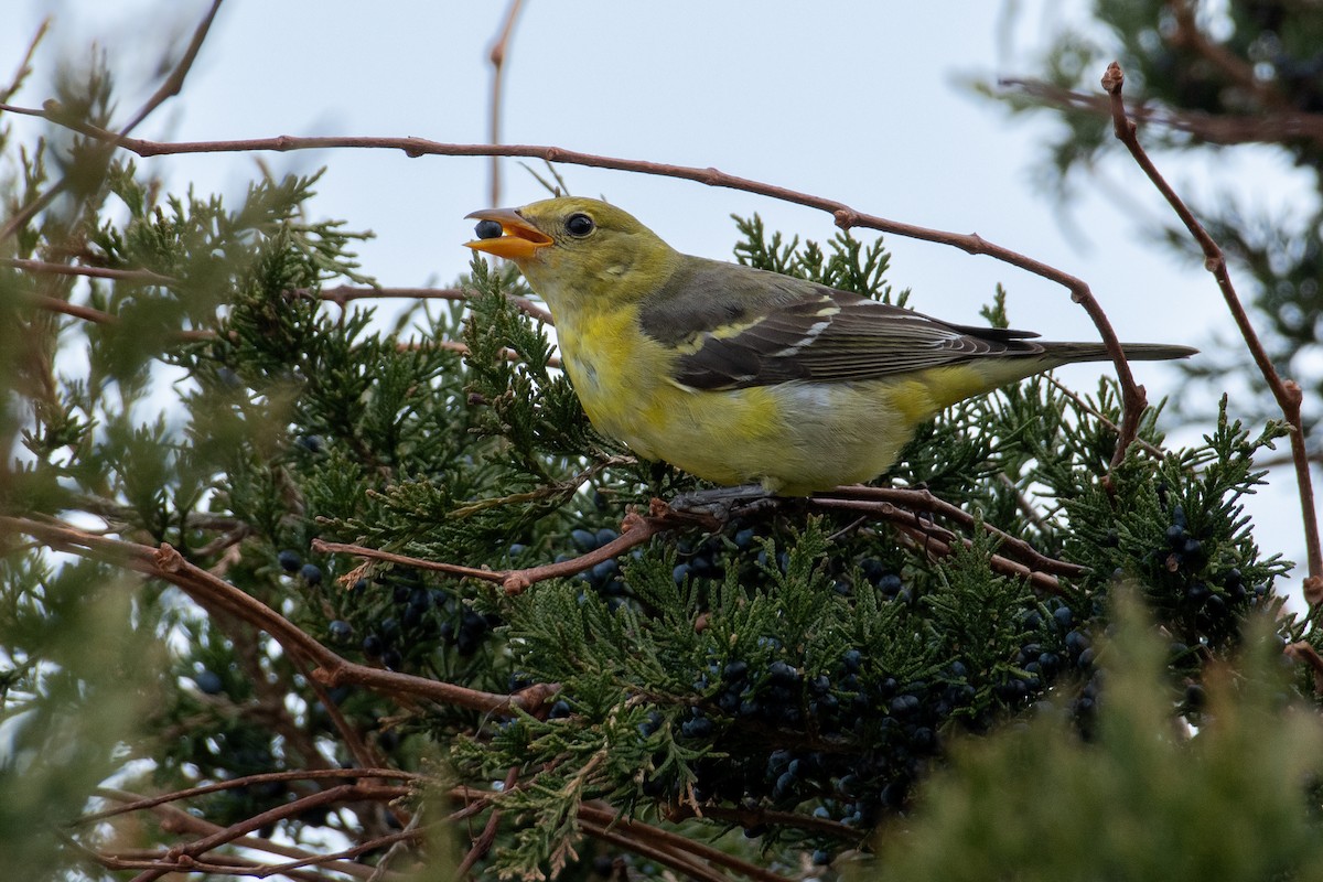 Western Tanager - ML613481205