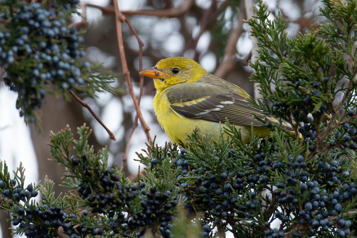 Western Tanager - ML613481207