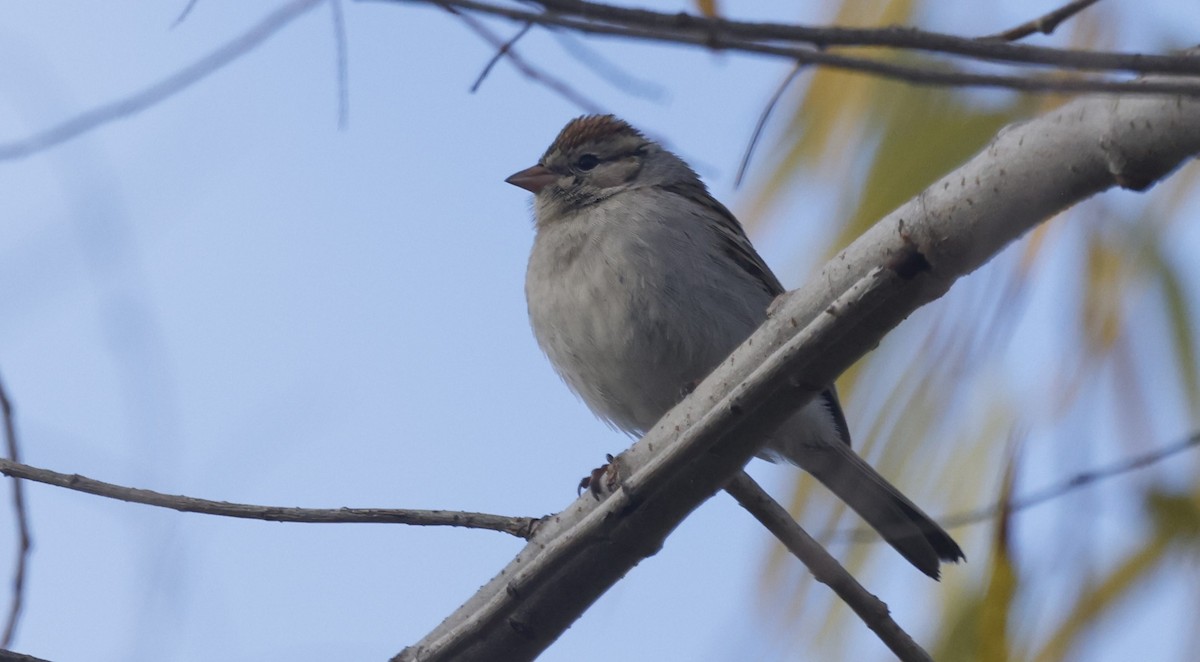 Chipping Sparrow - ML613481273